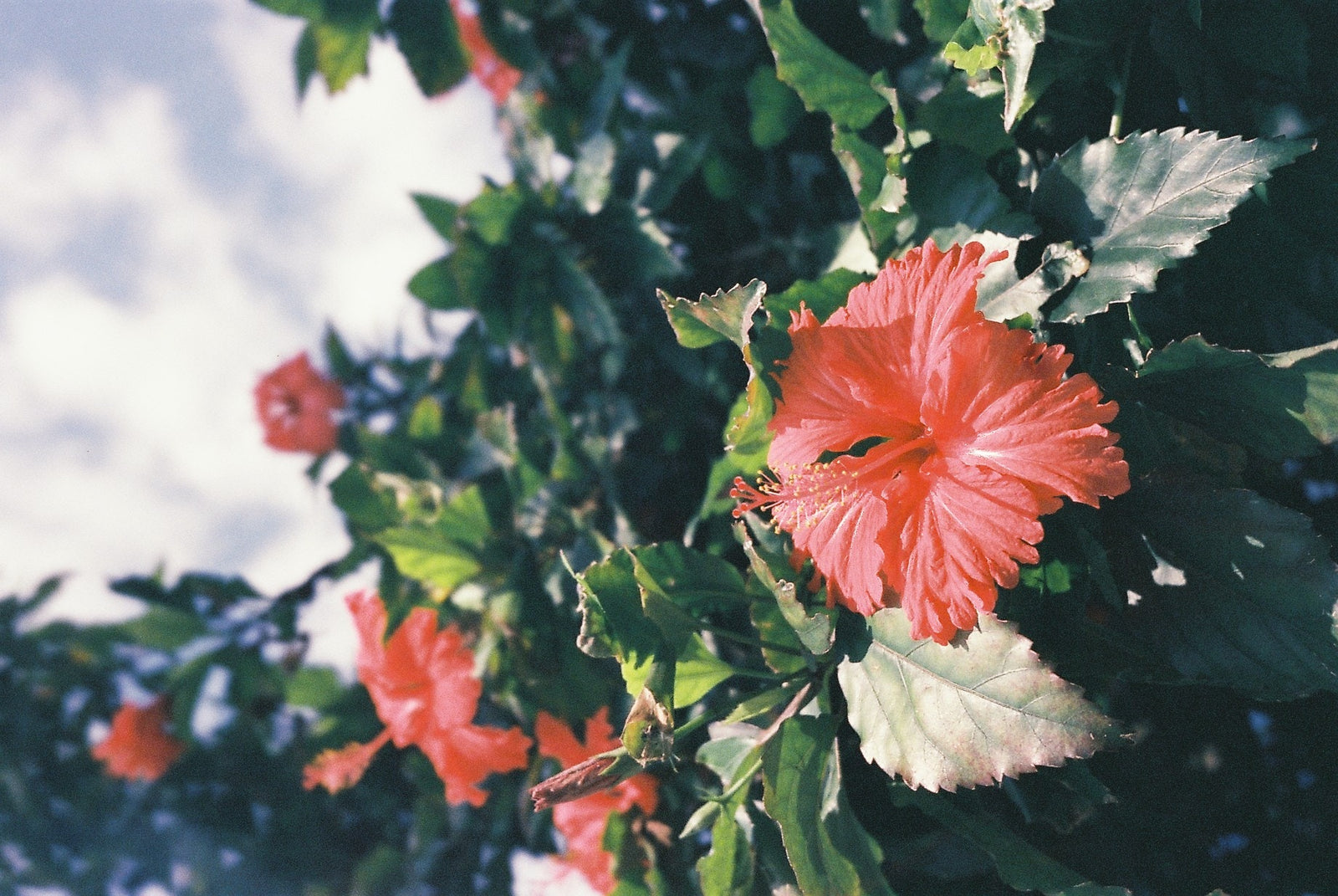 Hibiscus-Flower-Benefits