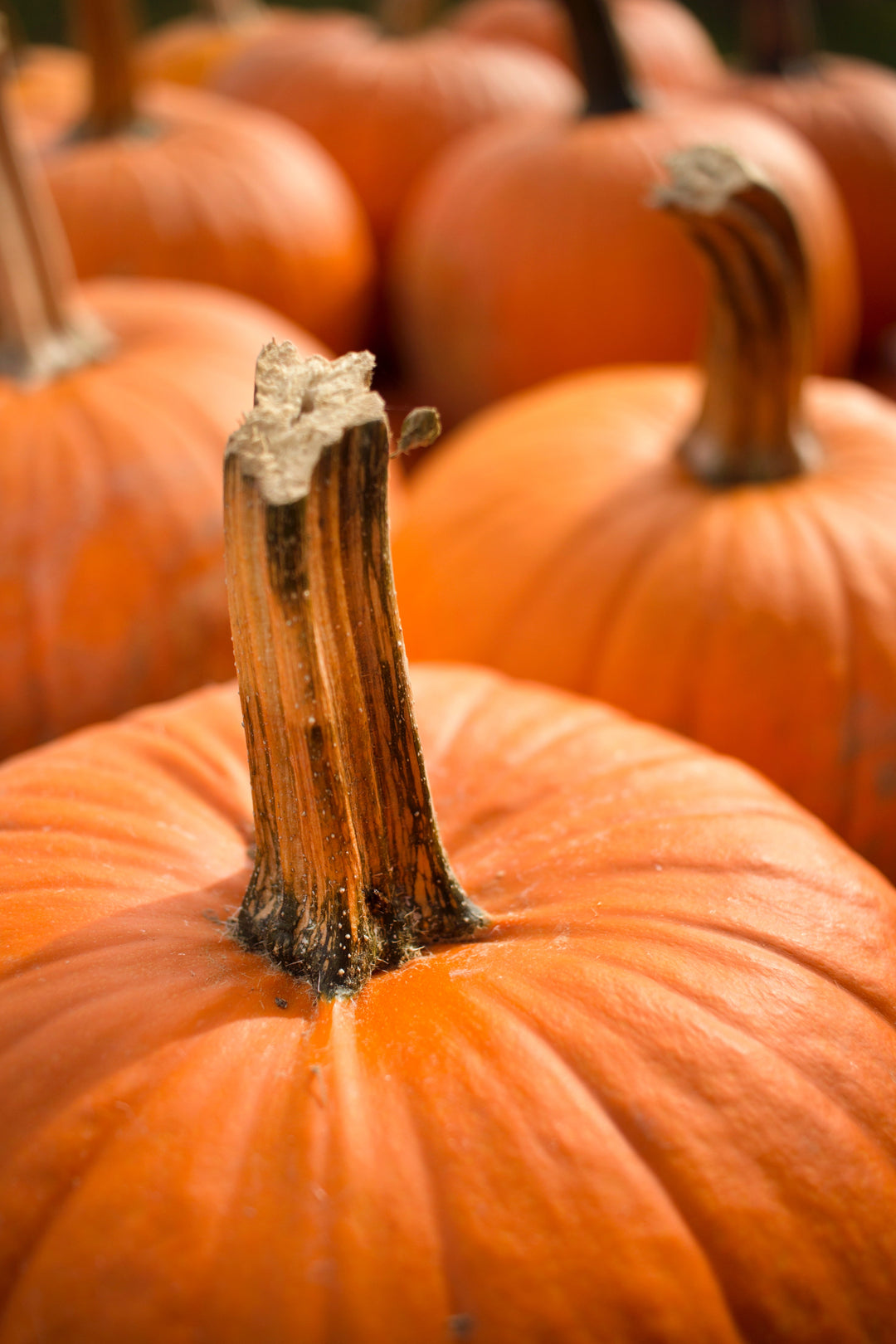 DIY This: Pumpkin Pie Body Scrub