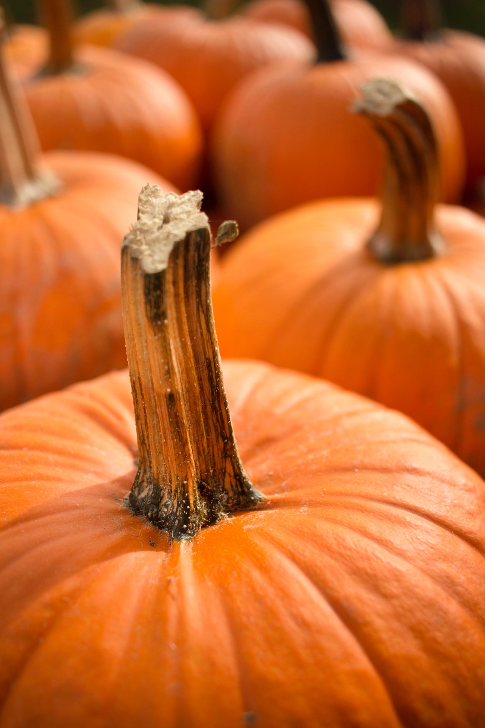 Pumpkin-Pie-Body-Scrub-DIY